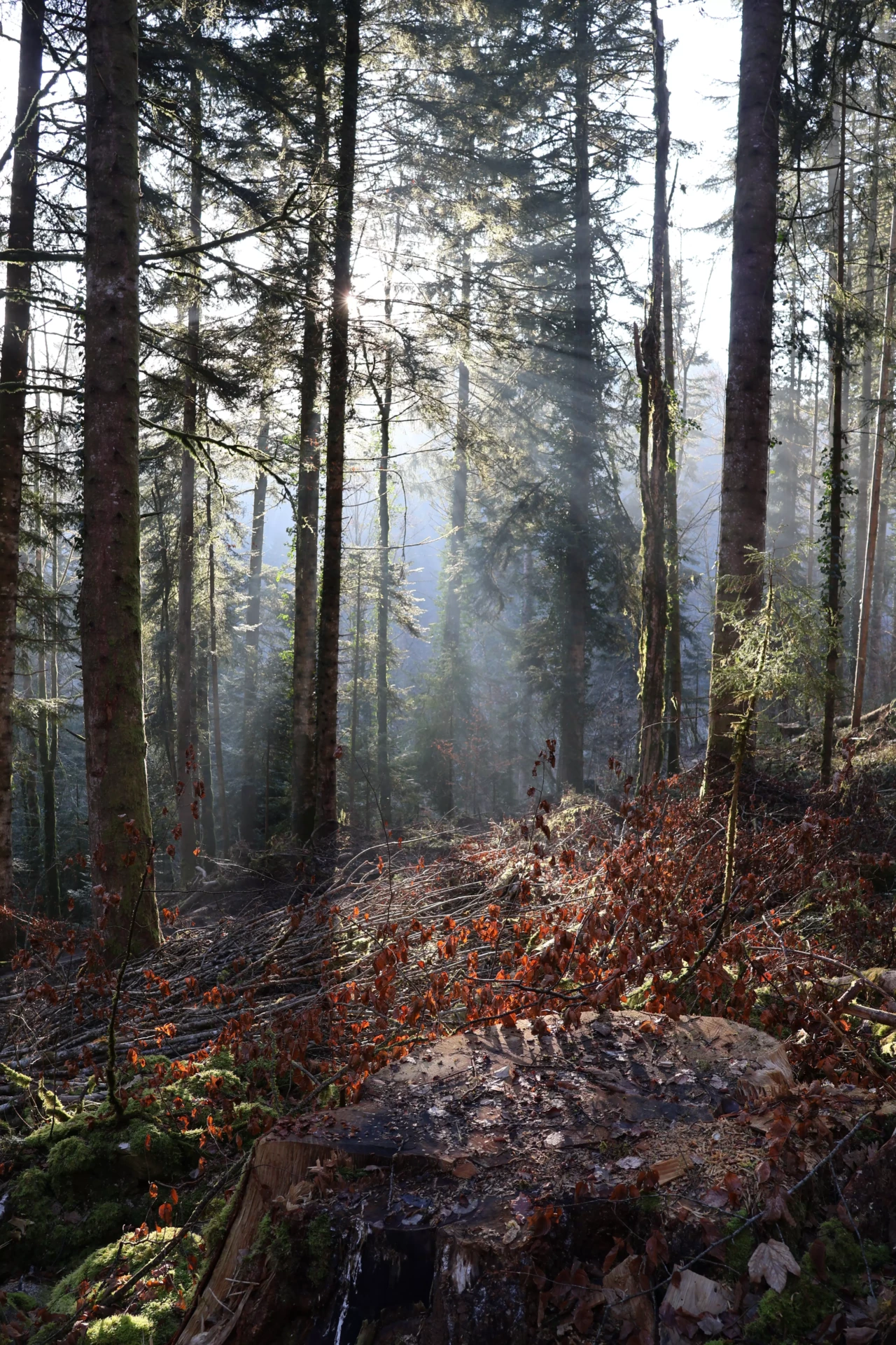 Forêt de pins