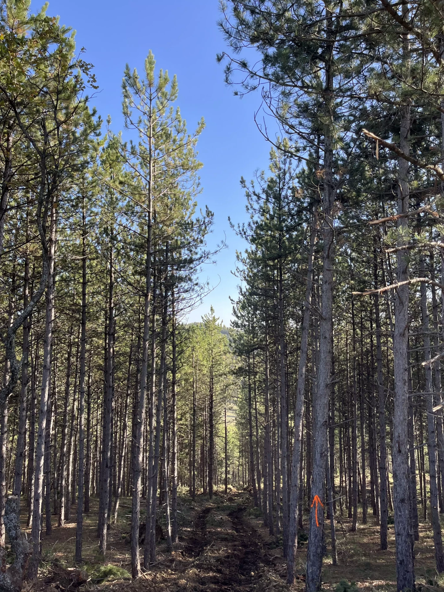 Projet Respir Forêt