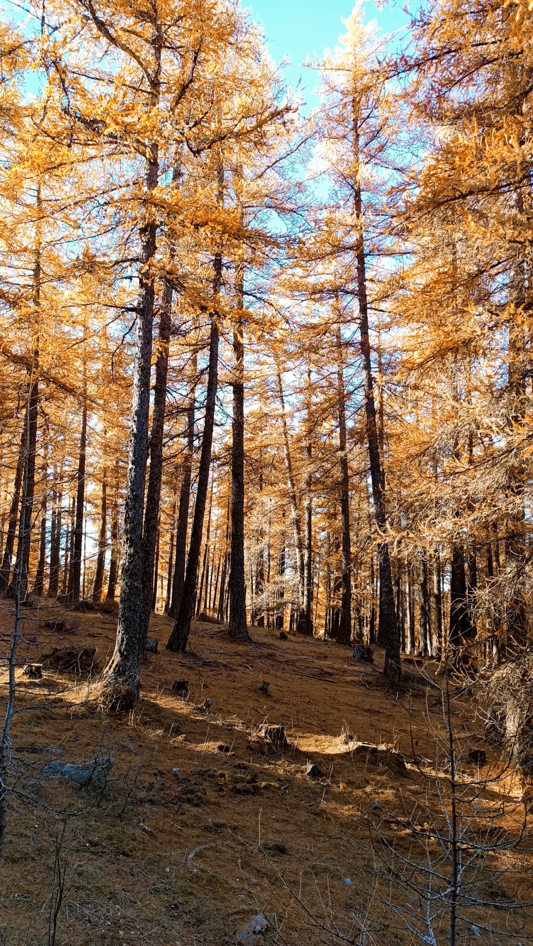 respir-automne